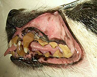 zubn kmen - odontolithiaza - jeden z nejastjch zdravotnch problm ps a koek. Vede asto k zvanm zdravotnm komplikacm nejen v dutin stn.